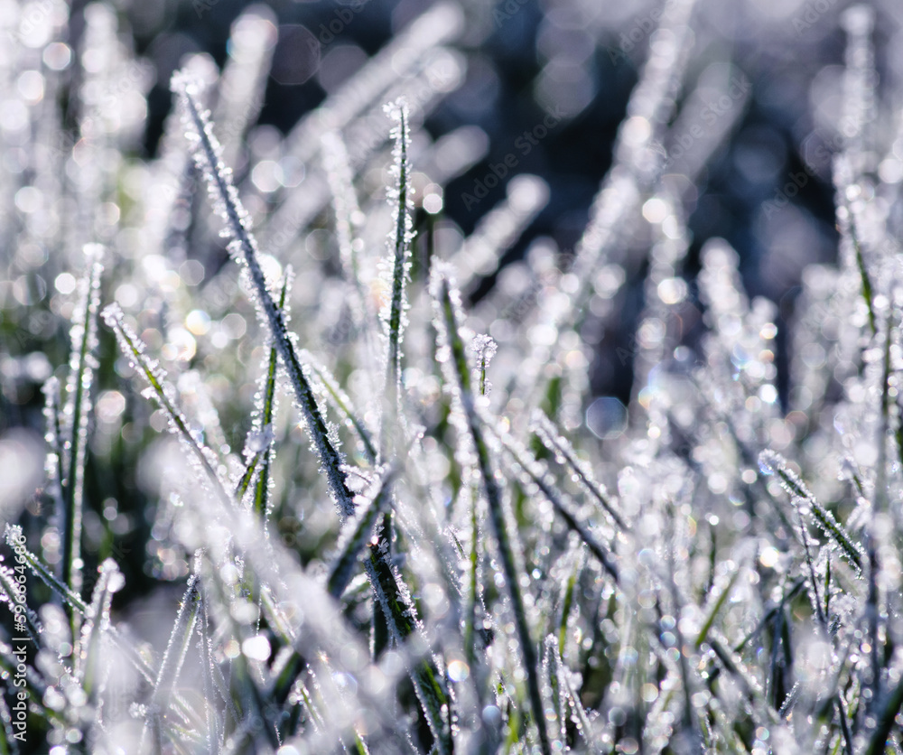 Ice grass winter background