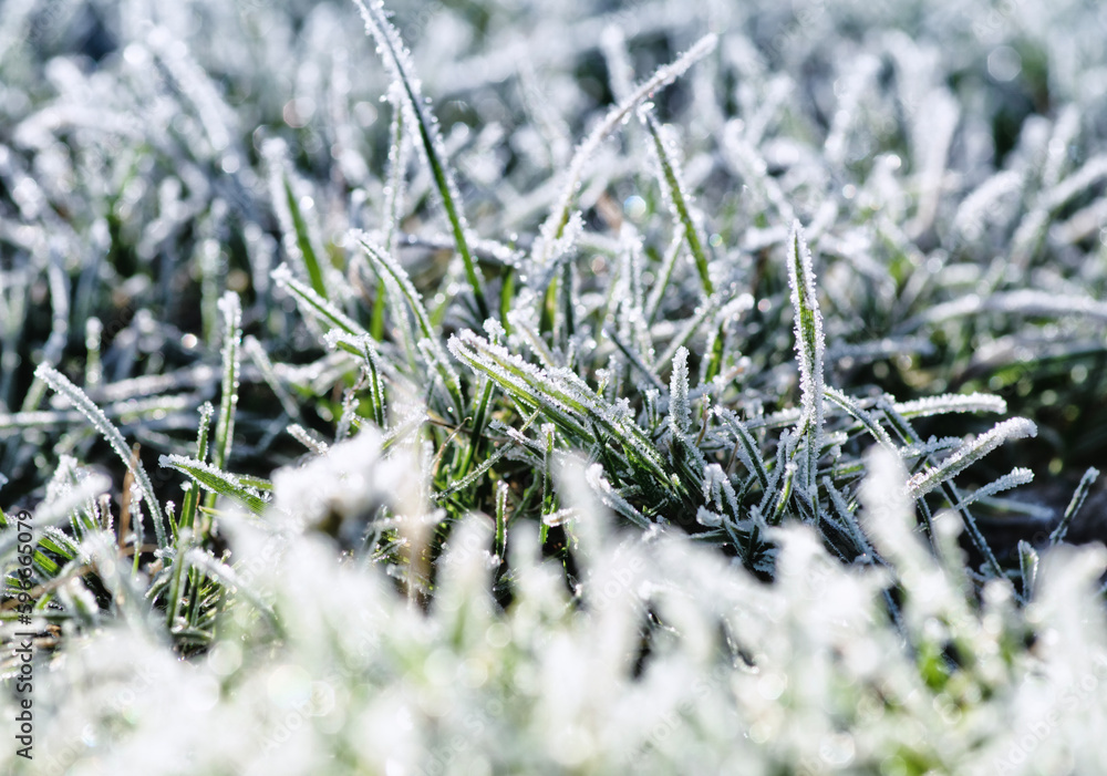 Frost on the plants. Ice grass. Beautiful winter background