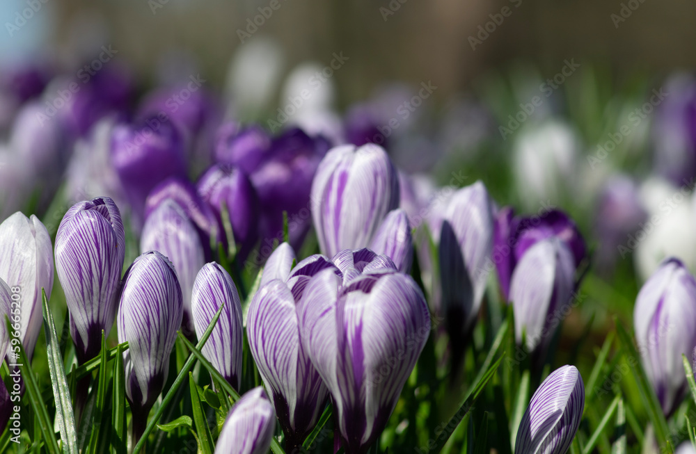 purple crocus flowers in a grass