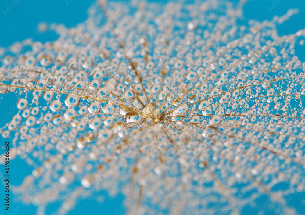 Dandelion flower background in water