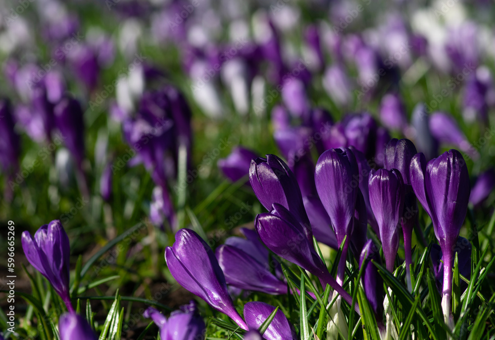 purple crocus flowers in a grass