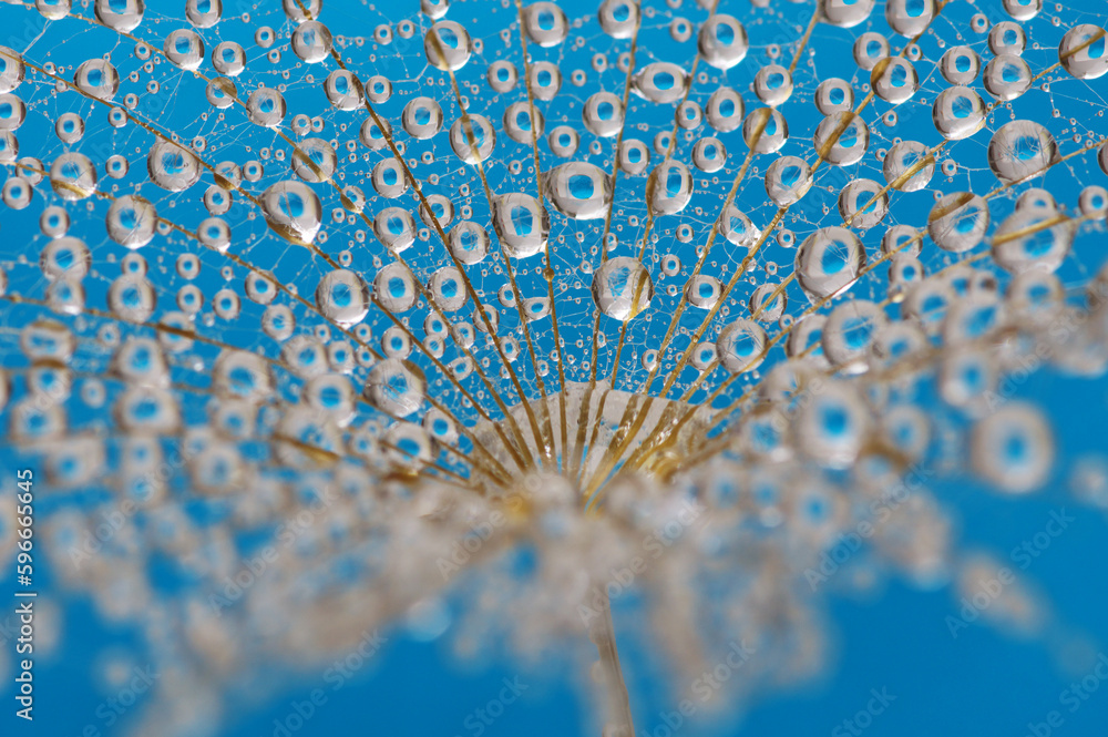 Dandelion flower background in water