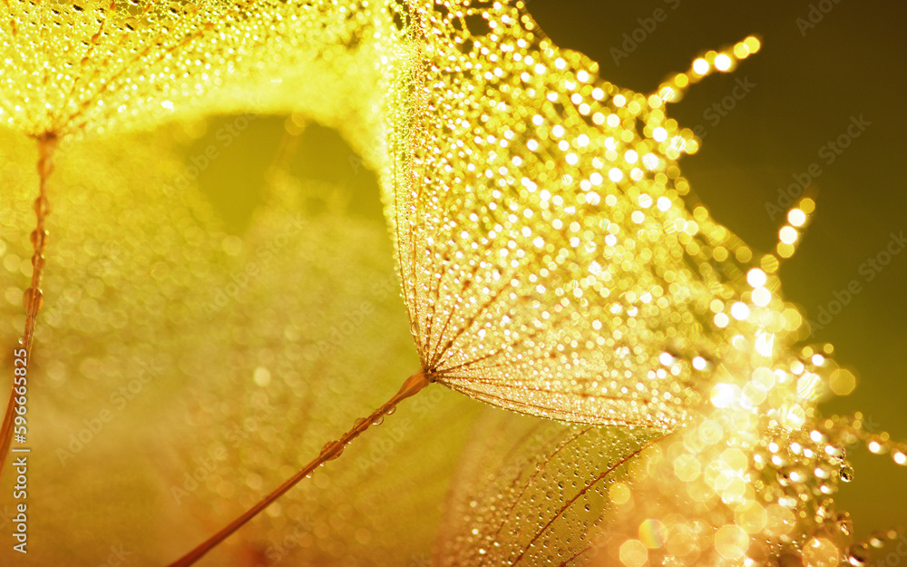 Dandelion flower background in water