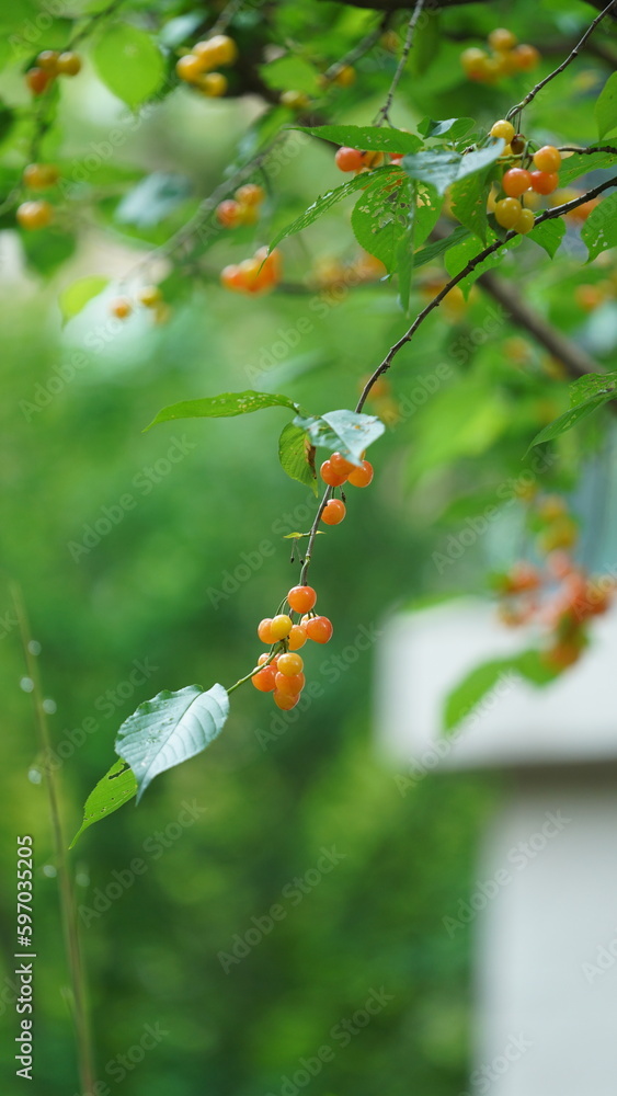 The cherry fruits harvesting in the garden in spring