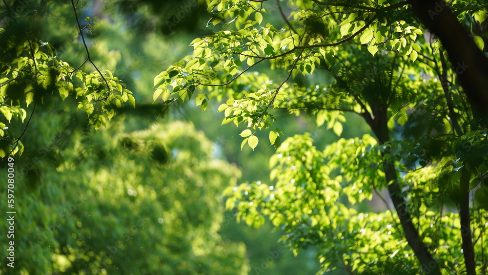 The fresh new leaves full of the trees in spring