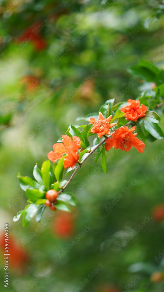 The beautiful flowers blooming in the garden in spring with the warm sunlight