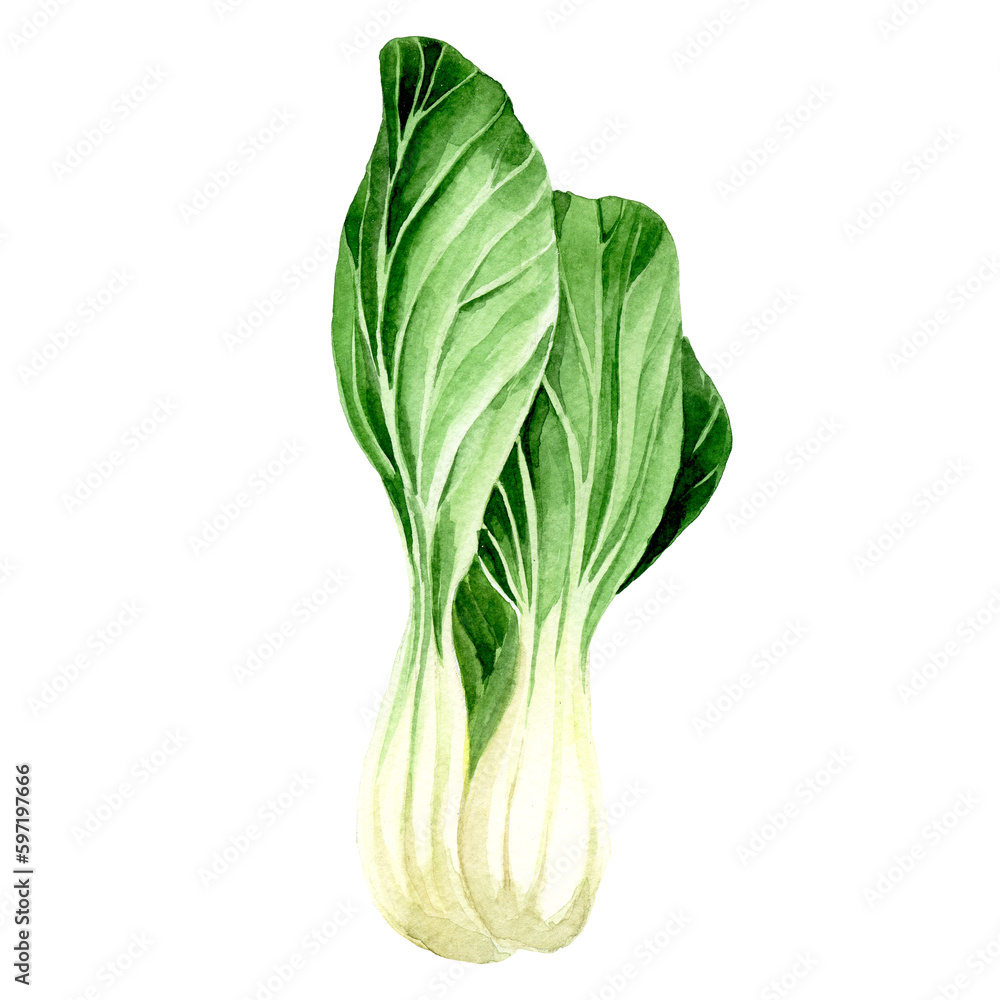 watercolor drawing. clipart lettuce. green vegetables realistic illustration