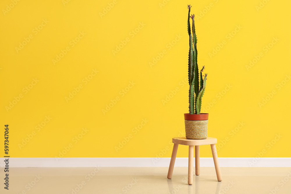 Pot with big cactus on stool near yellow wall