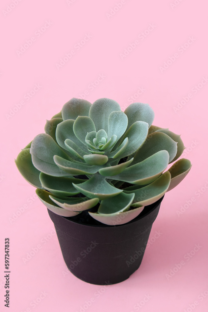 Echeveria plant in pot on pink background