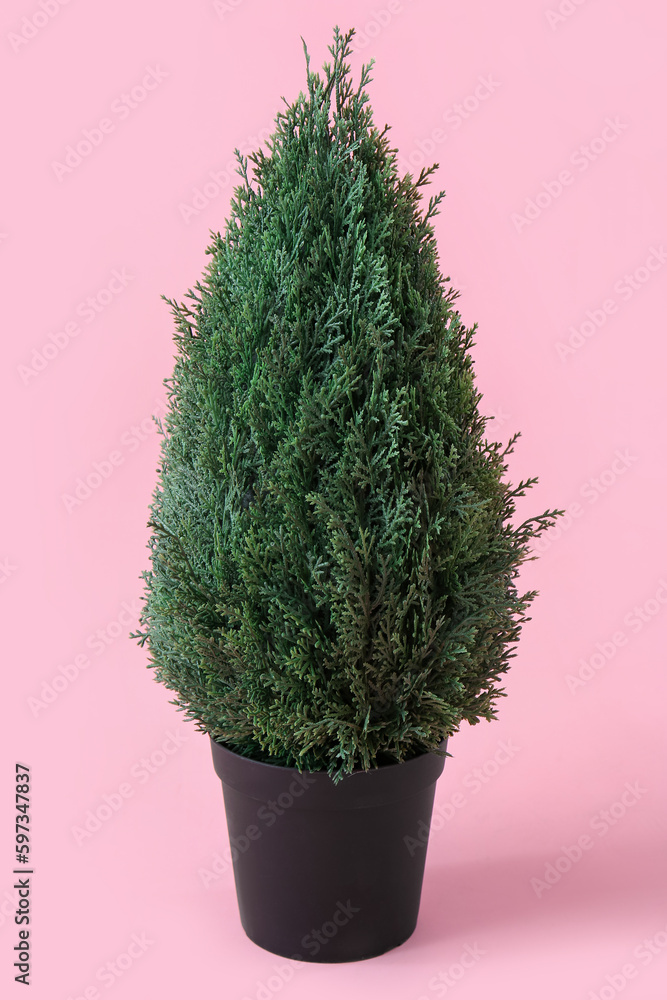 Cypress plant in pot on pink background