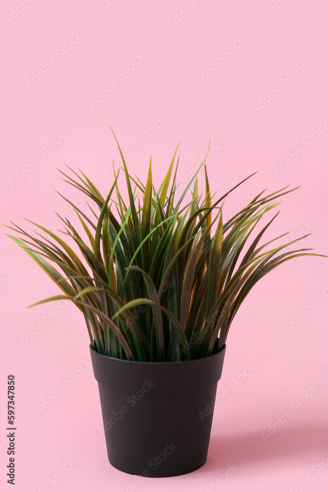 Grass plant in pot on pink background