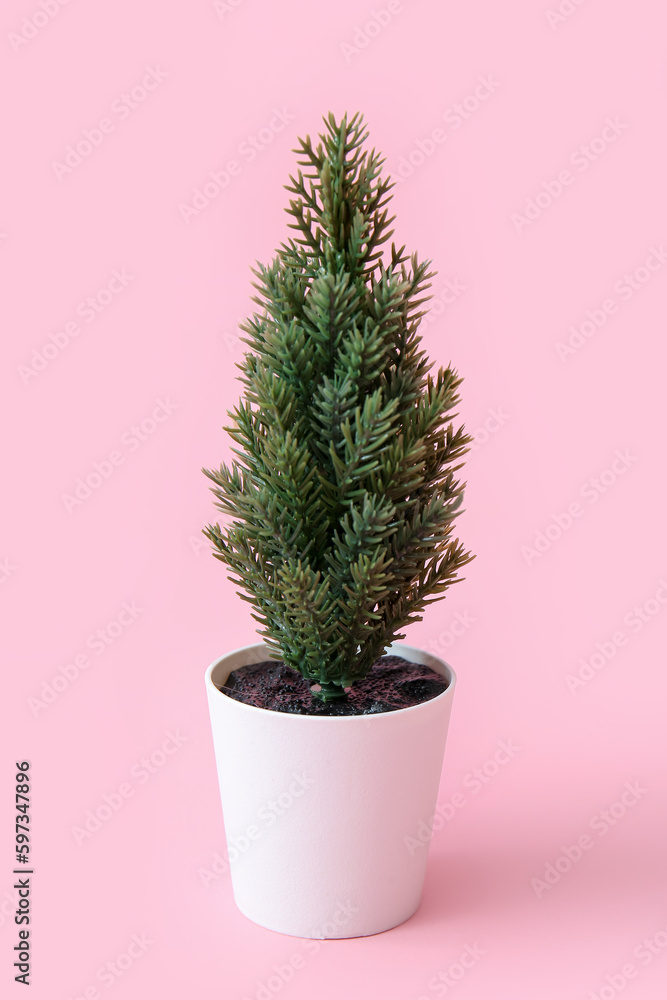 Fir plant in pot on pink background