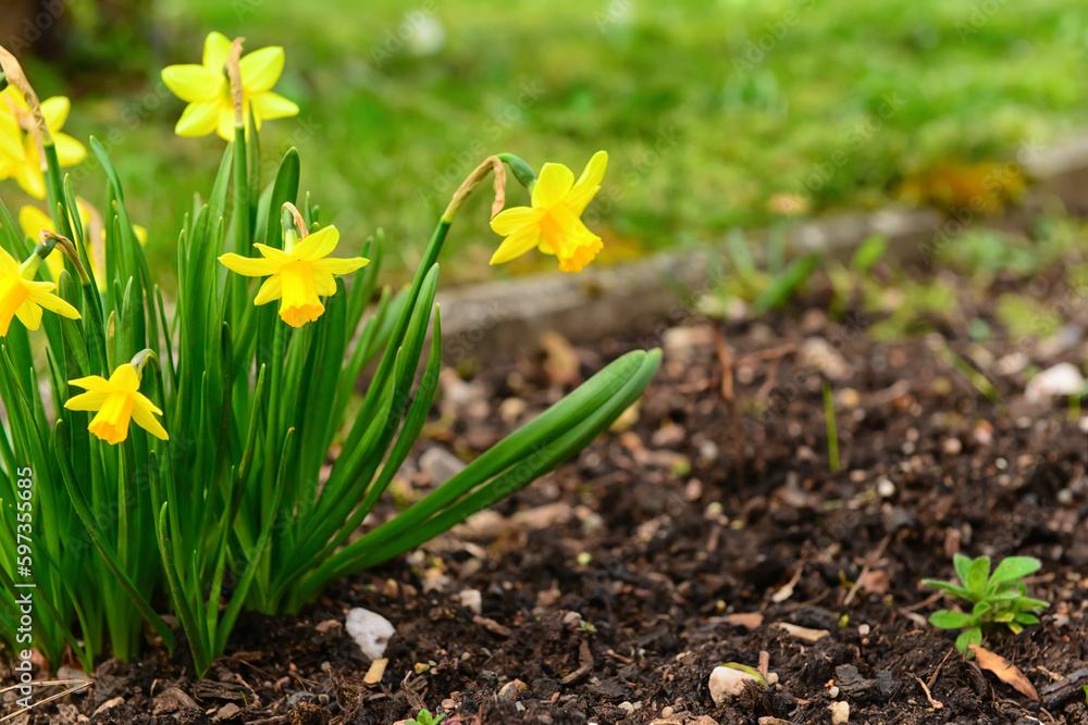 Yellow daffodil flowers blooming outdoors, closeup