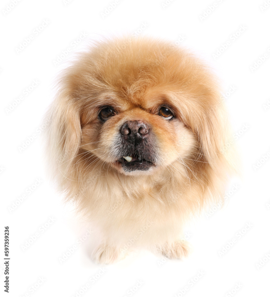 Cute dog on white background