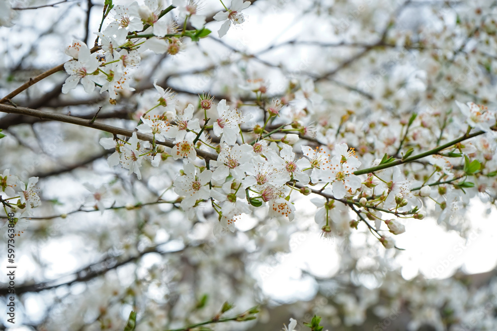 Beautiful blossoming branch on spring day, closeup