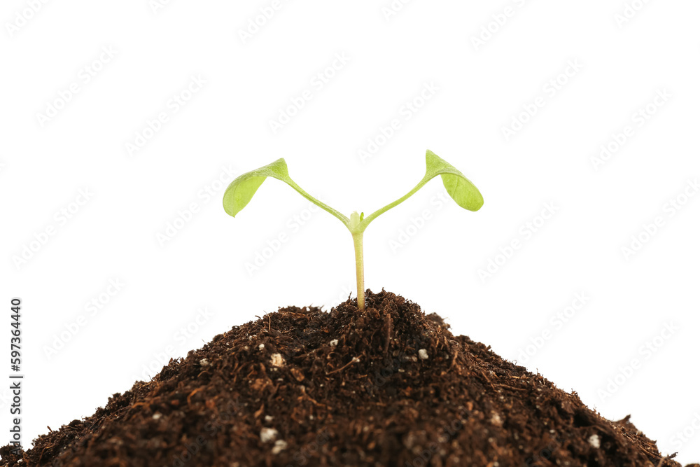 Green seedling with heap of soil on white background