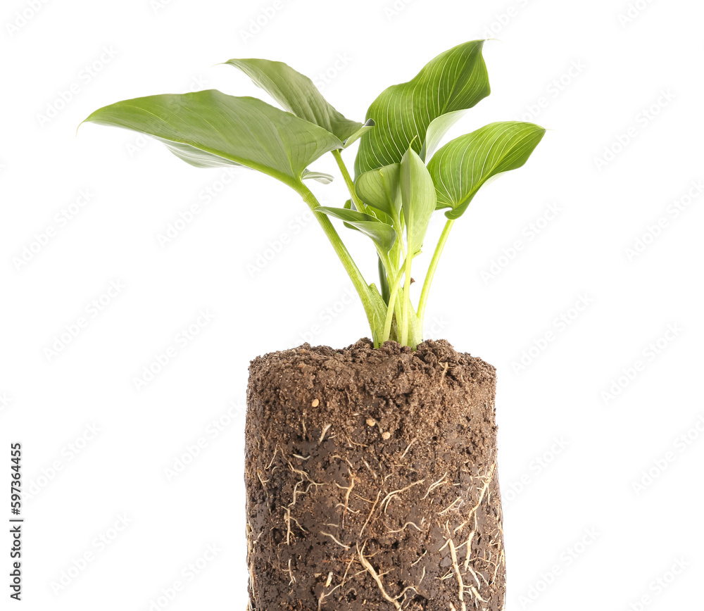 Green seedling with soil on white background