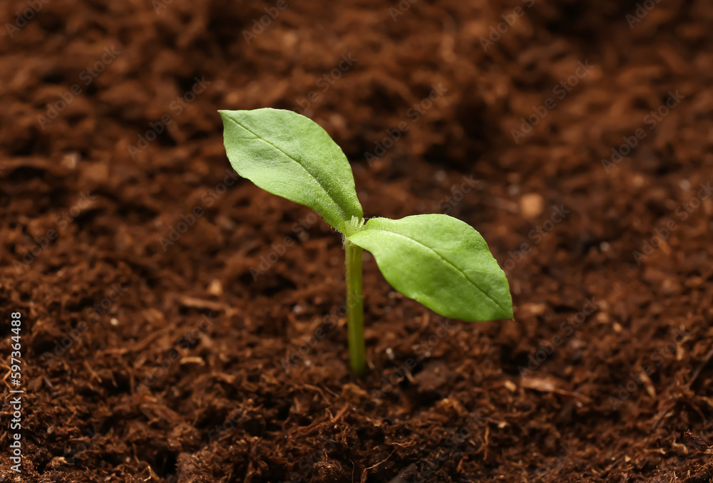 Green seedling growing in garden outdoors