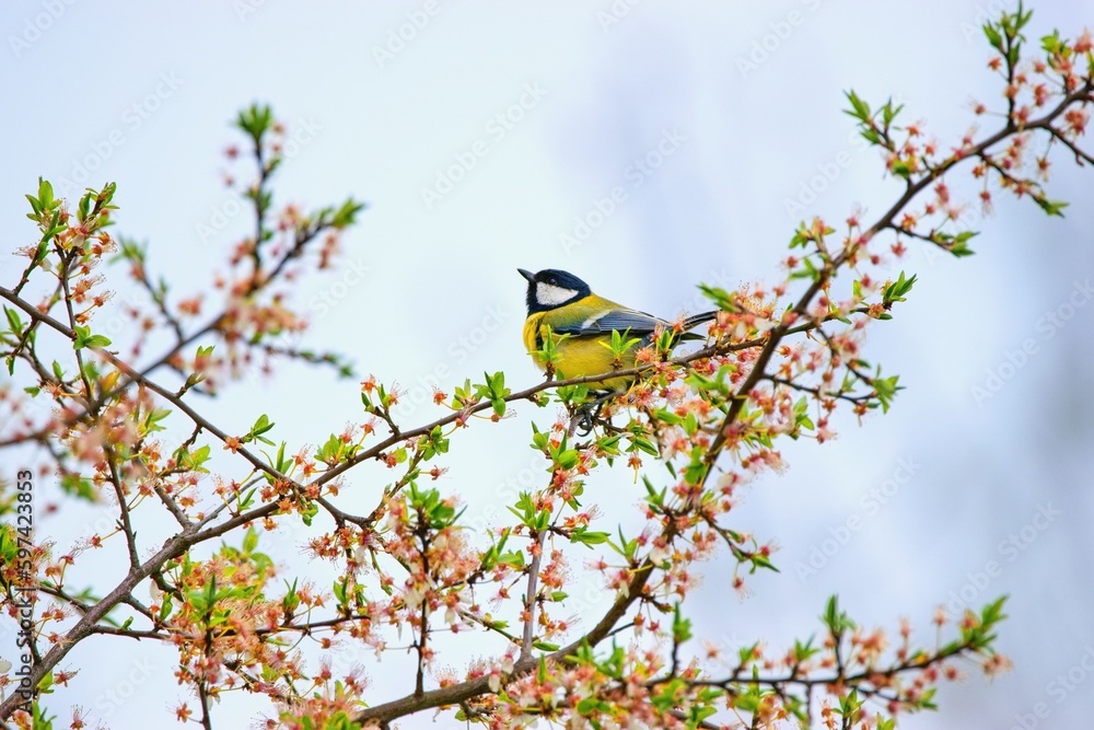 The great tit bird sitting on the blooming branch (Parus major)