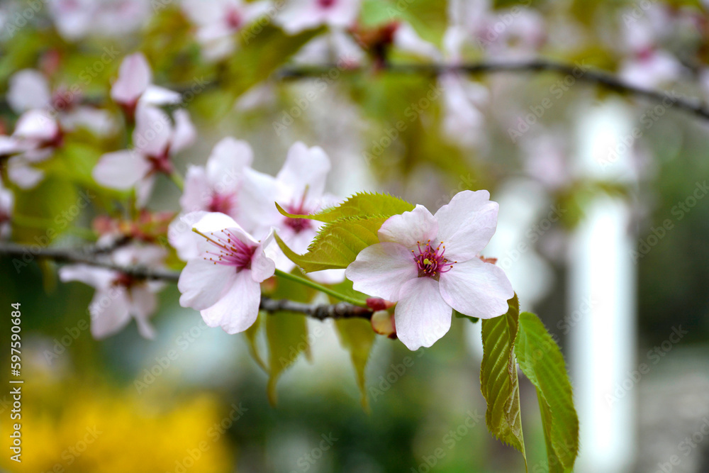 Close-up of sakura flowers on branches. Sakura blossom in spring in the park.