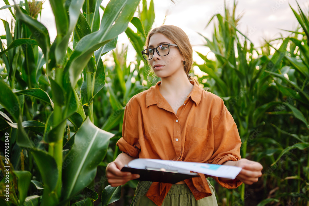 Business woman examines the quality of the corn field before harvesting. Business, agriculture conce