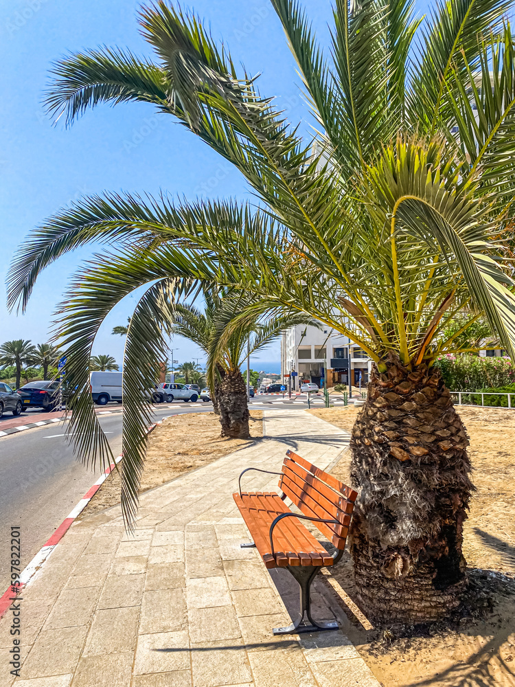 View of big palm tree and bench on sunny day