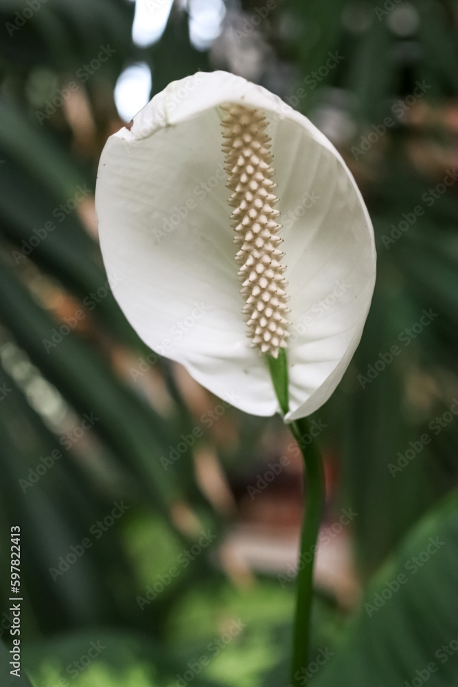 Beautiful flower in amusement park, closeup