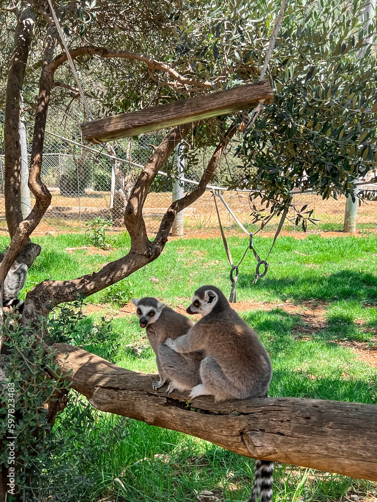 Ring-tailed lemurs sitting on tree in zoological garden