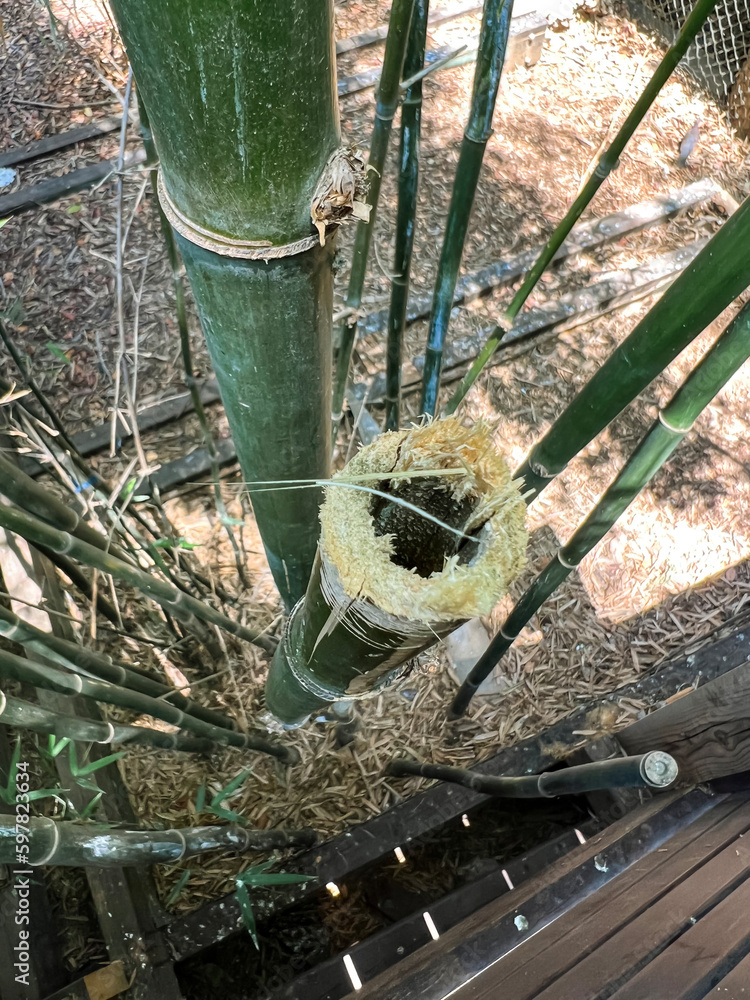 Bamboo stems in greenhouse, closeup