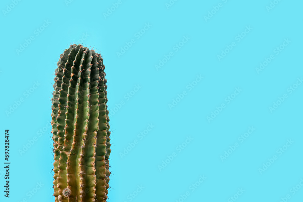 Cactus on blue background