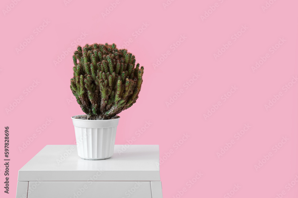 Stool with cacti in pot on pink background