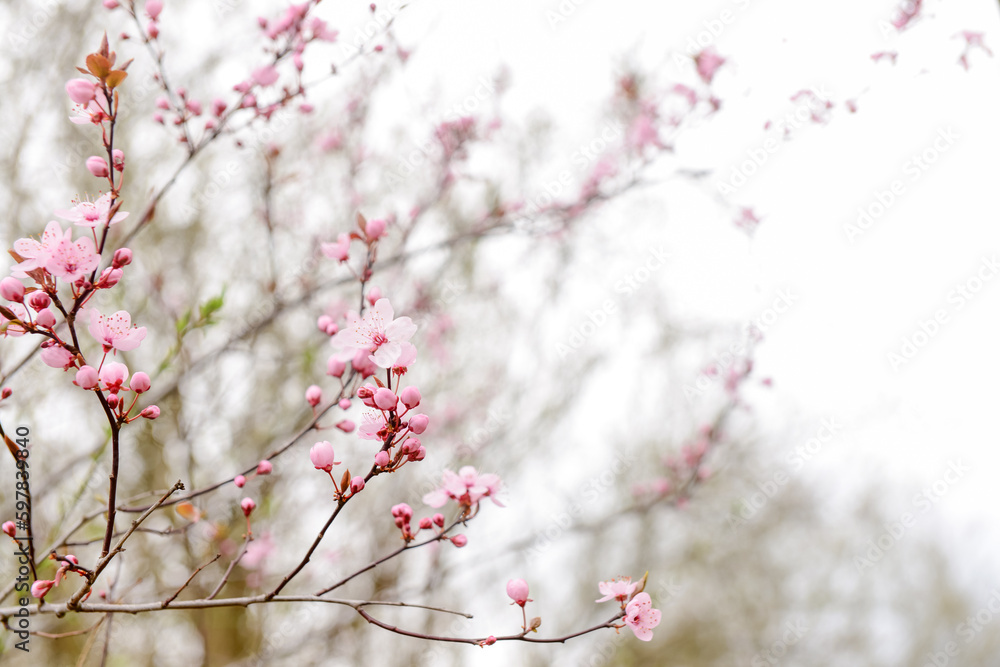 Blooming branches with pink flowers on street, closeup