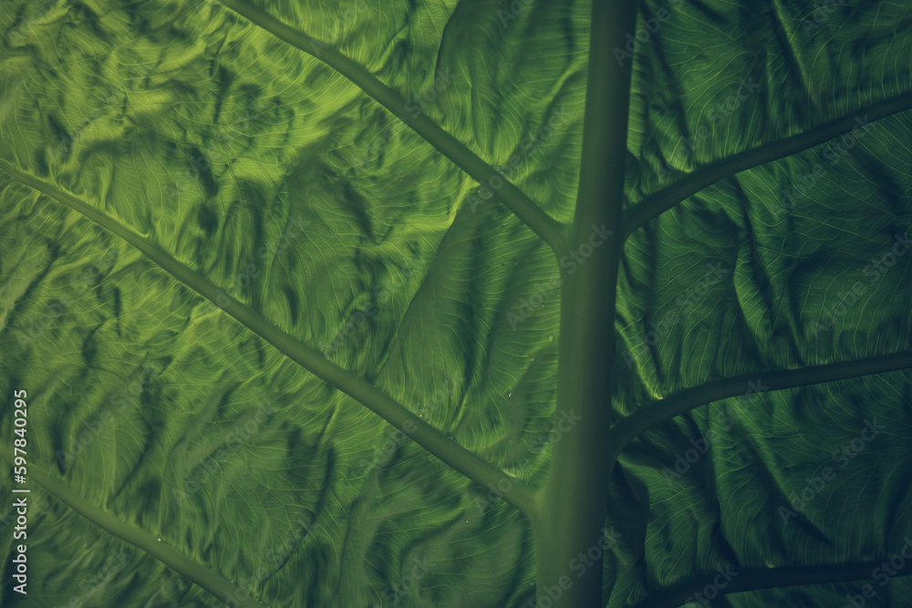 A close up texture of a leaf