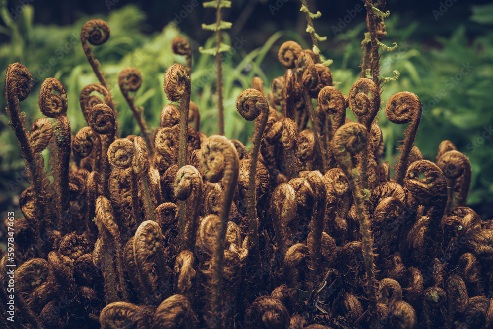 Bracken ferns unfurling in spring