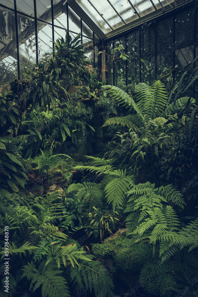 Ferns growing in a glasshouse