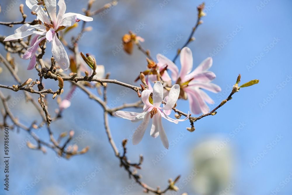 Tree branches with blooming Magnolia flowers on spring day, closeup