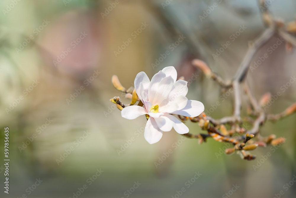 Tree branch with blooming Magnolia flower on spring day, closeup