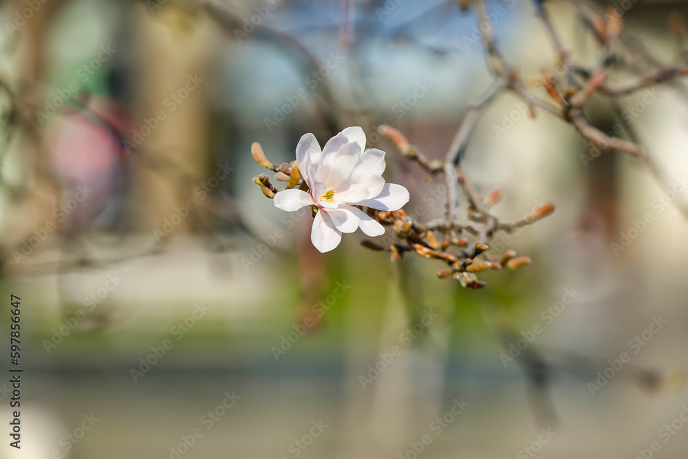 Tree branch with blooming Magnolia flower on spring day, closeup