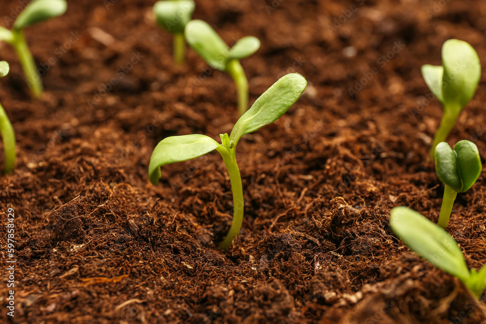 Green seedlings growing in garden outdoors