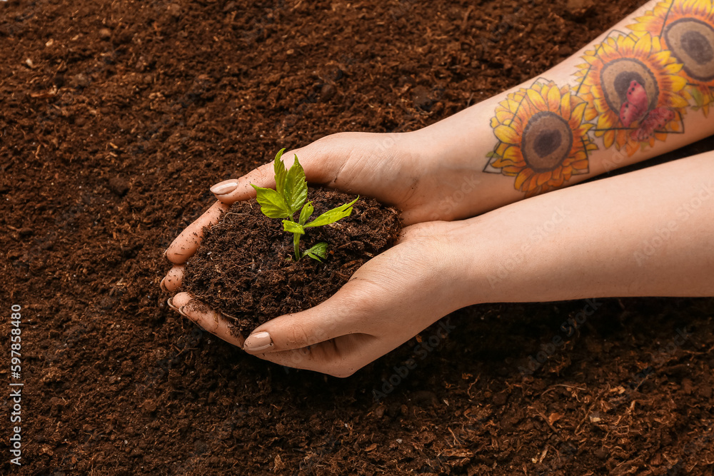 Woman holding heap of soil with green seedling outdoors