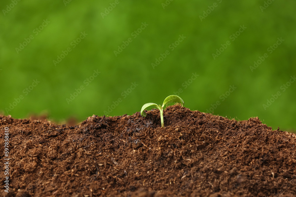 Green seedling growing in garden