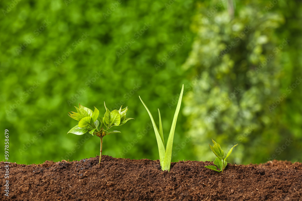 Green seedlings growing in garden