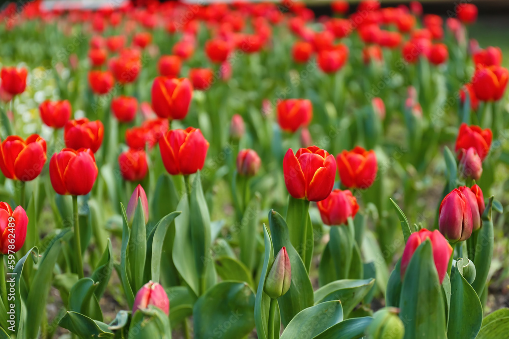 Beautiful red tulips on spring day, closeup