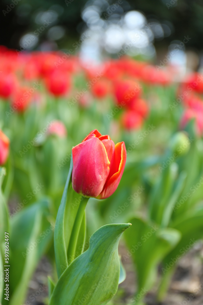 Beautiful red tulip on spring day, closeup