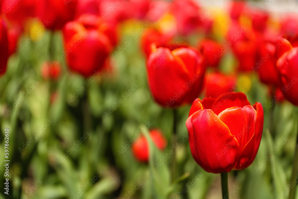 Beautiful red tulip on spring day, closeup