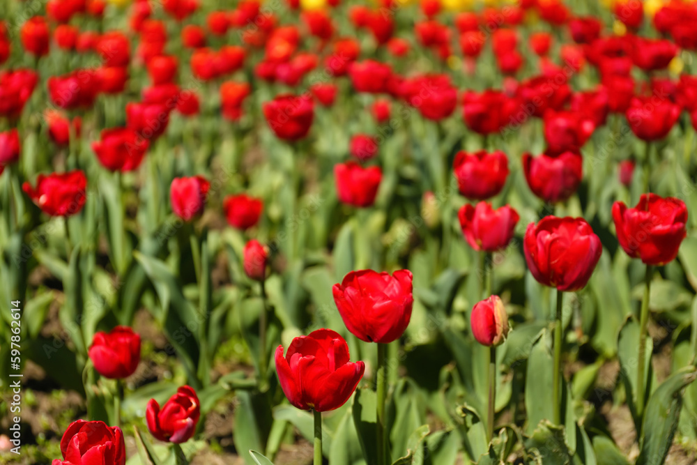 Beautiful red tulips on spring day, closeup