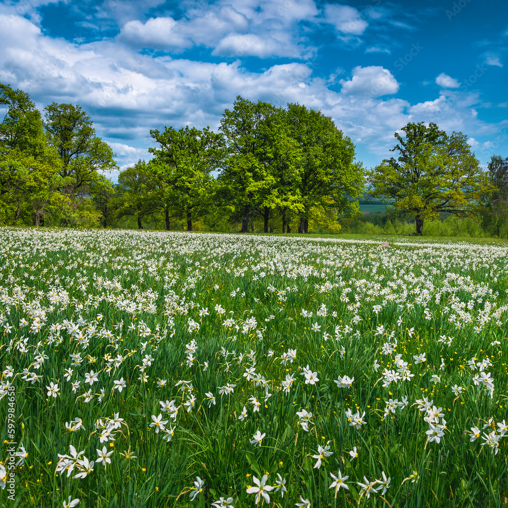 Blossoming white daffodil flowers on the green meadows