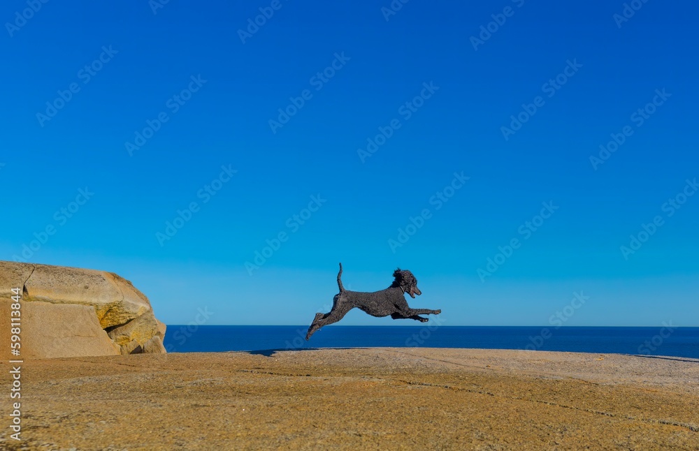 happy black standard poodle playing on a mountain top overlooking the sea. The horizon and blue sky 