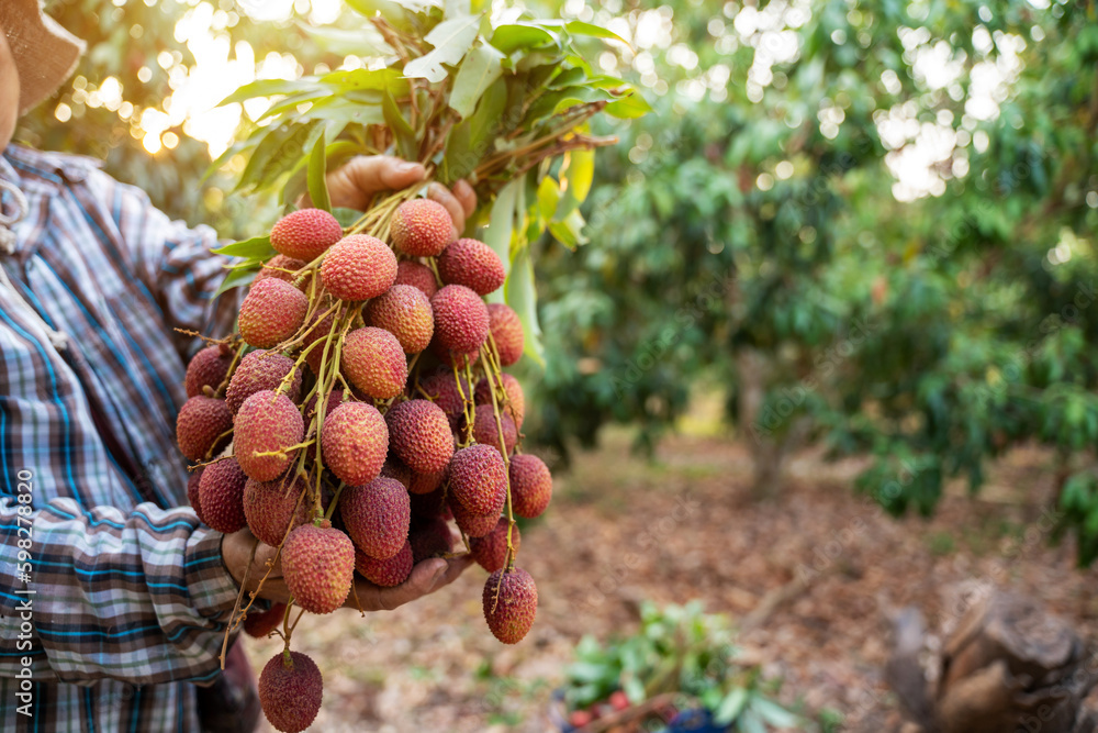 Fresh Lychee, Lychees in the hands of farmers. Organic fruit agriculture concept.