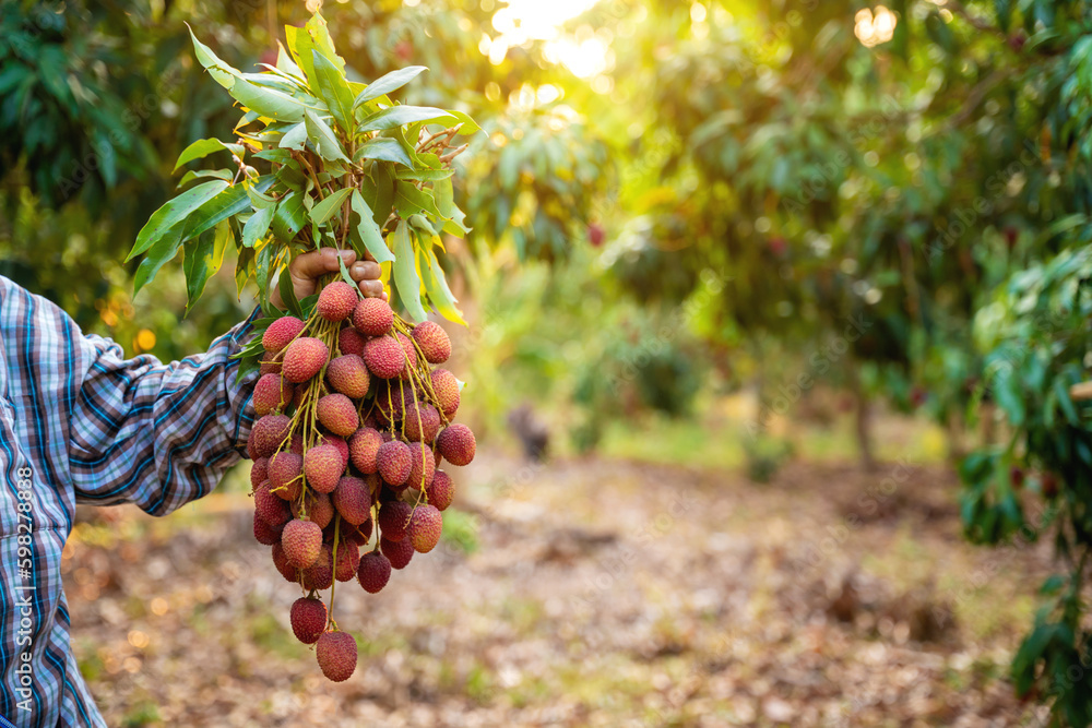 Fresh Lychee, Lychees in the hands of farmers on the garden background of lychee.